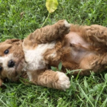 Red Robert – F2b, red Cavapoo for sale