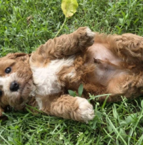 Cavapoo puppy for sale