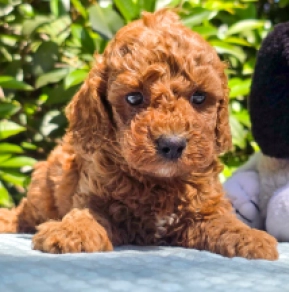 Cavapoo puppy for sale