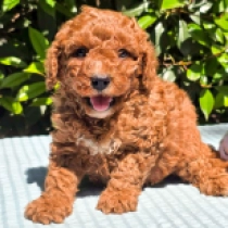 Red Daniel – F2b, red Cavapoo for sale