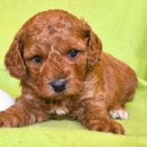 Red Star – F2b, red Cavapoo for sale