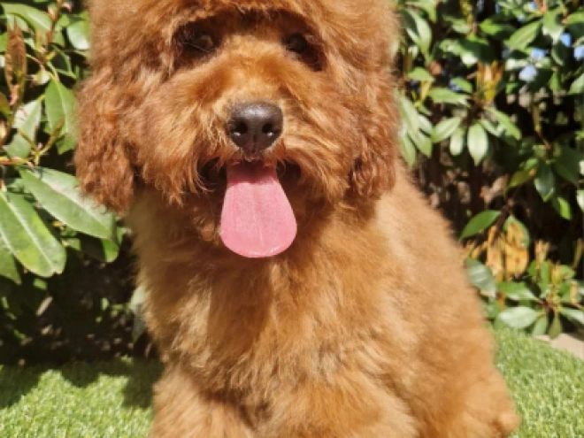 Cavapoo puppy for sale