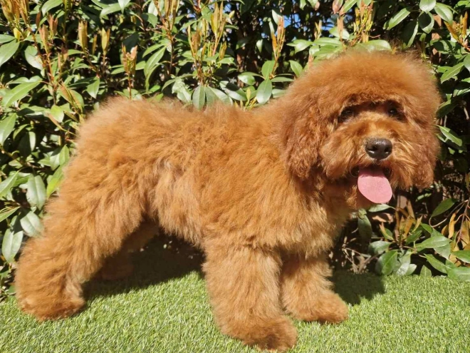 Cavapoo puppy for sale