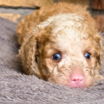 Panda – F1b, panda Cavapoo for sale