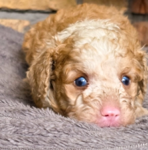 Cavapoo puppy for sale