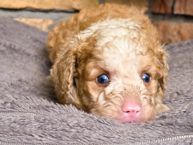 Cavapoo puppy for sale