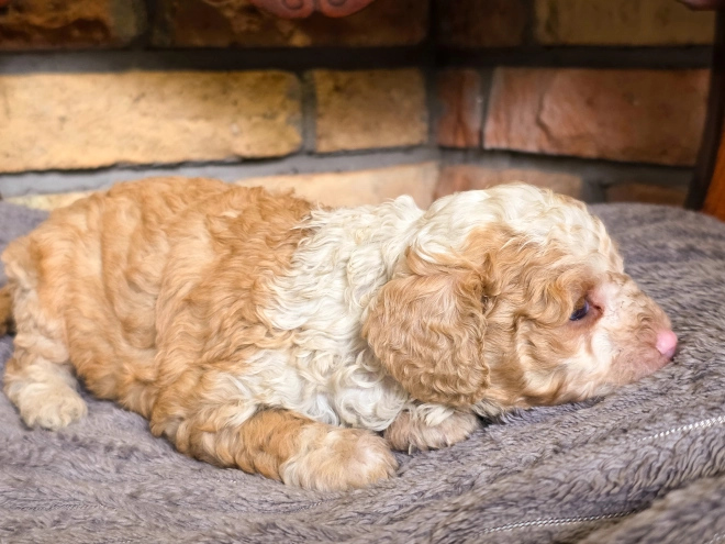 Cavapoo puppy for sale