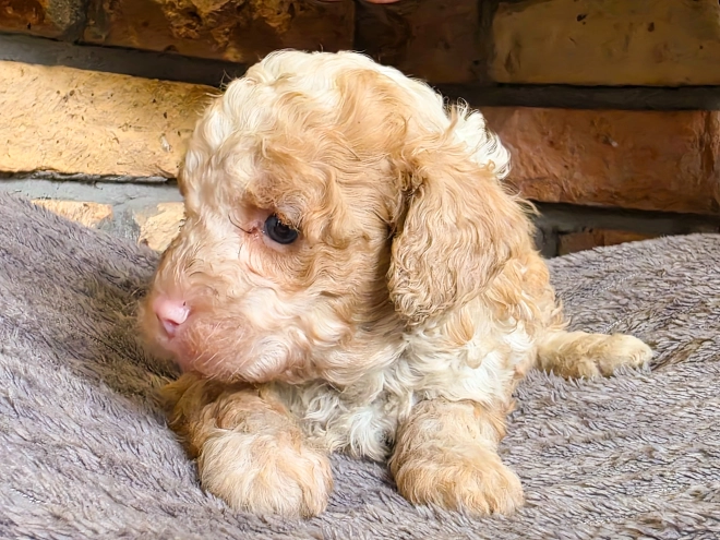 Cavapoo puppy for sale