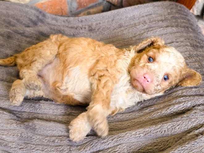Cavapoo puppy for sale