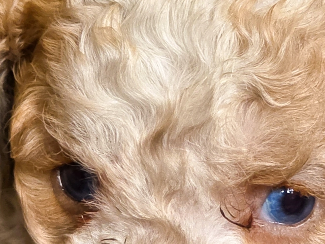 Cavapoo puppy for sale