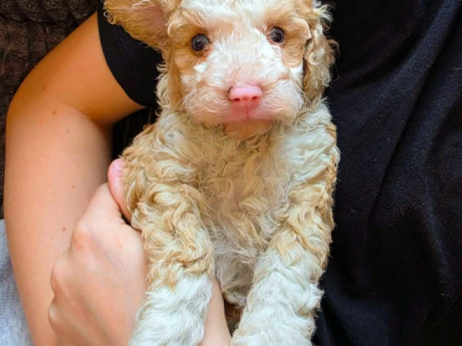 Cavapoo Welpe kaufen