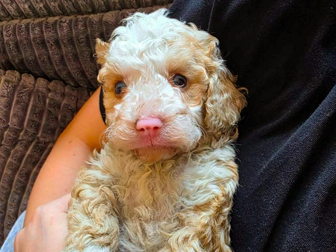 Cavapoo Welpe kaufen