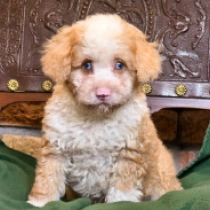 Panda – F1b, panda Cavapoo for sale