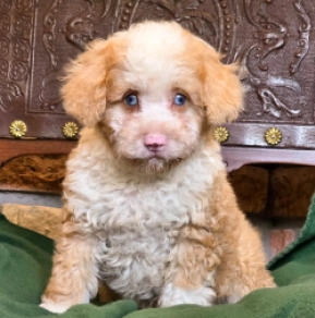 Panda – F1b, panda Cavapoo for sale