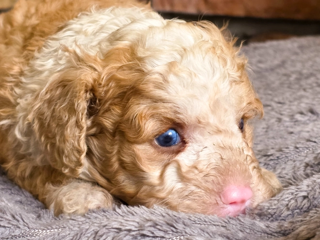 Cavapoo puppy for sale