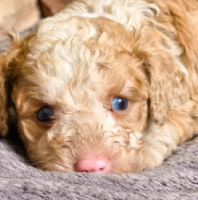 Cavapoo Welpe kaufen