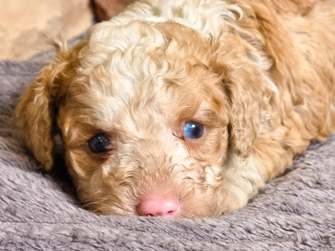Cavapoo puppy for sale