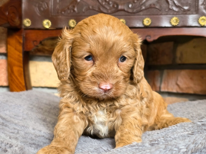 Cavapoo puppy for sale