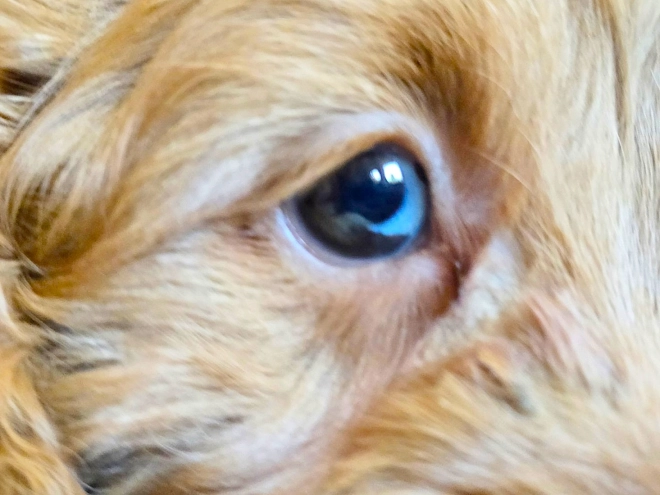 Cavapoo puppy for sale