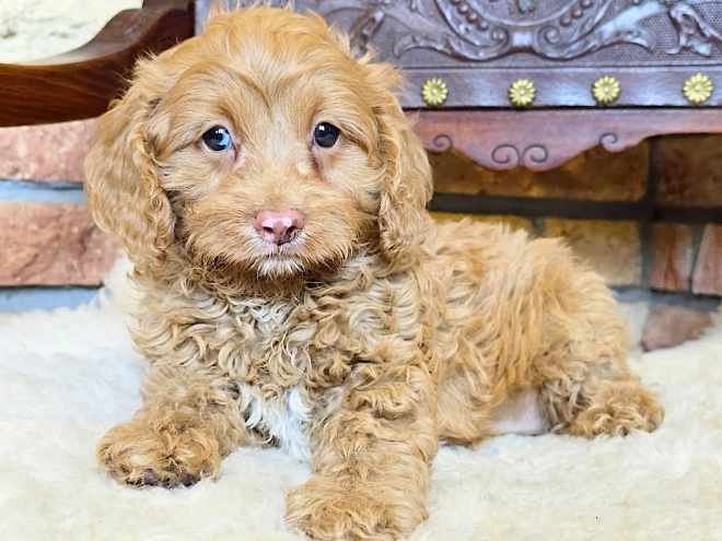 Cavapoo puppy for sale