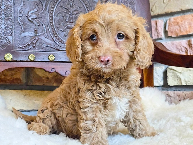 Cavapoo puppy for sale