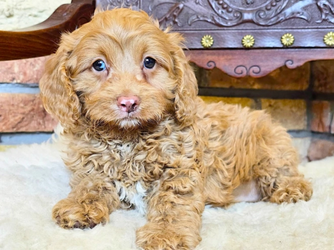 Cavapoo puppy for sale