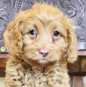 Cavapoo puppy for sale