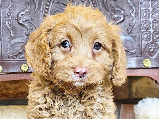 Cavapoo puppy for sale