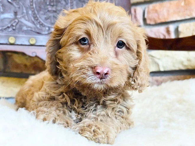 Cavapoo puppy for sale