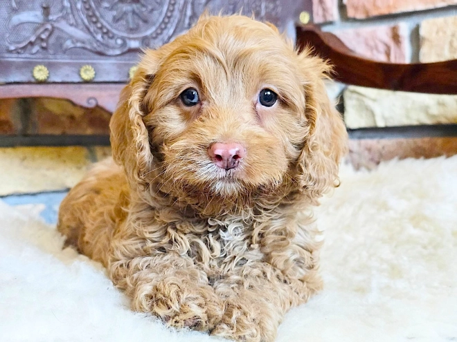 Cavapoo puppy for sale