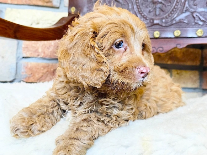 Cavapoo puppy for sale