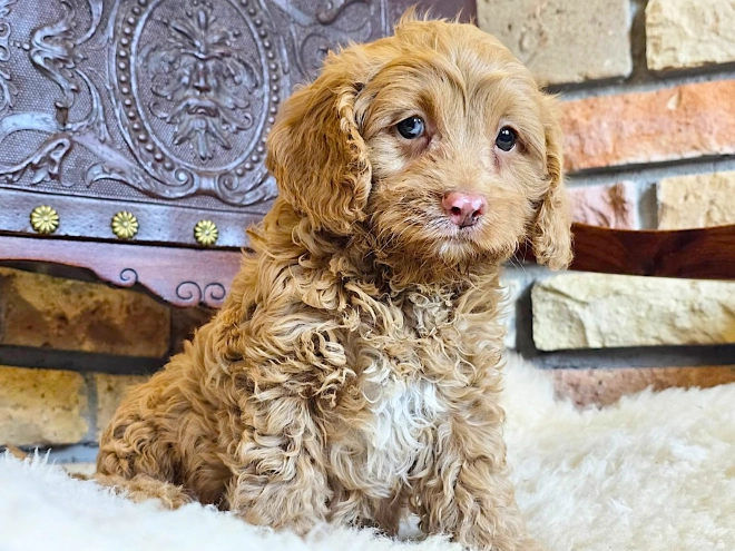 Cavapoo puppy for sale