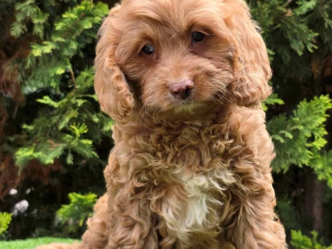 Cavapoo puppy for sale