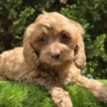 Pete – F1b, golden Cavapoo Welpen kaufen