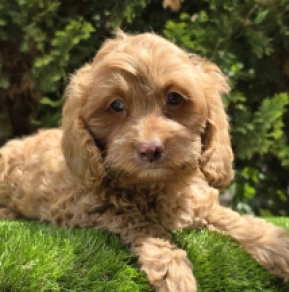 Cavapoo Welpe kaufen
