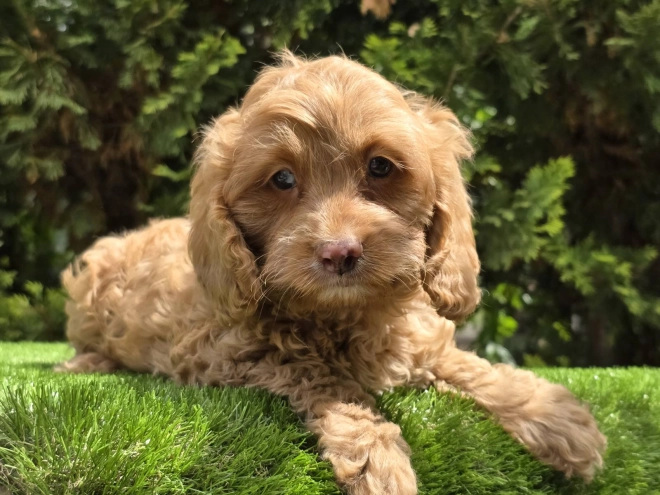 Cavapoo puppy for sale