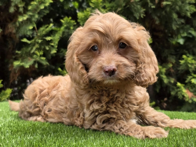 Cavapoo puppy for sale