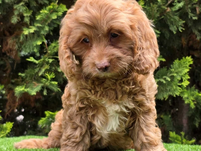 Cavapoo puppy for sale