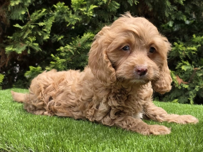 Cavapoo puppy for sale