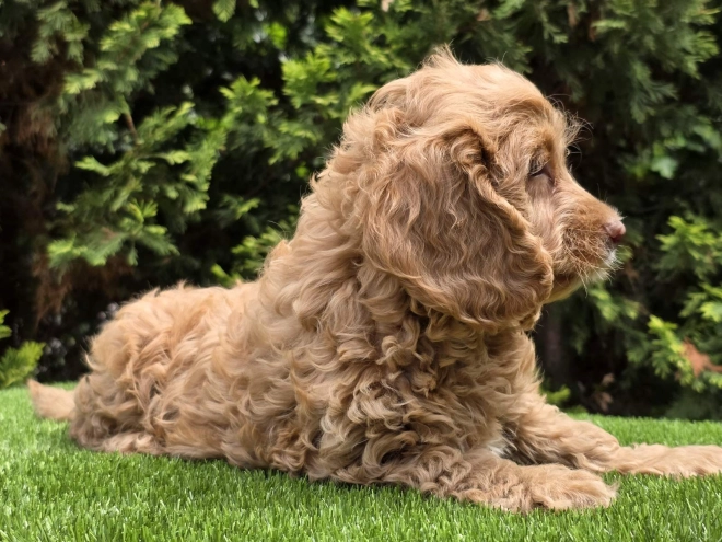 Cavapoo puppy for sale