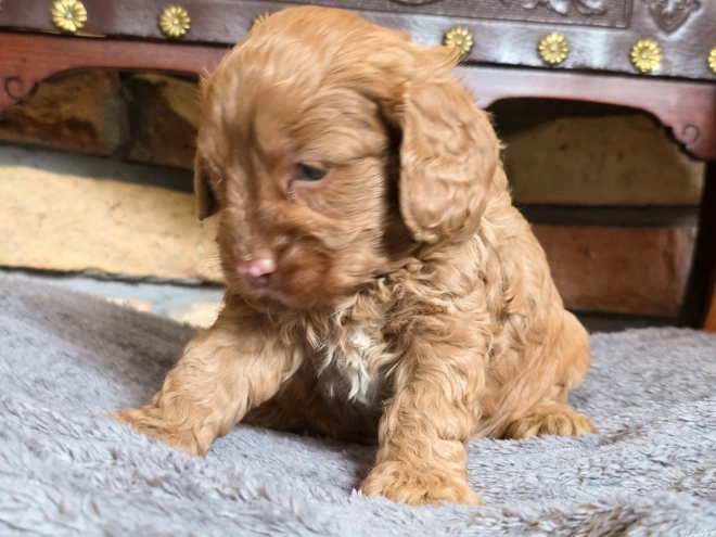 Cavapoo puppy for sale