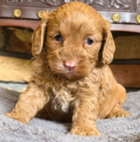 Cavapoo puppy for sale
