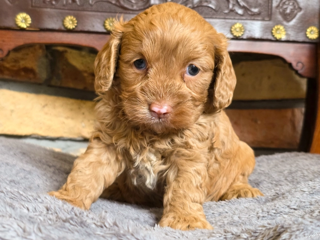 Cavapoo puppy for sale