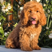 Pete – F1b, golden Cavapoo Welpen kaufen