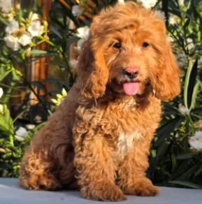 Cavapoo puppy for sale
