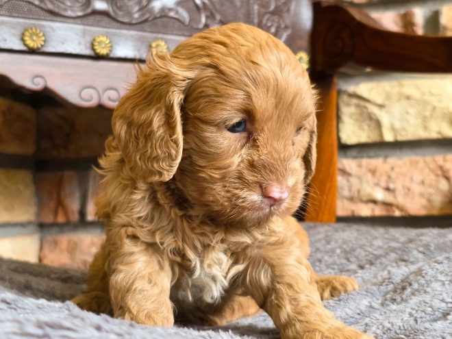 Cavapoo puppy for sale