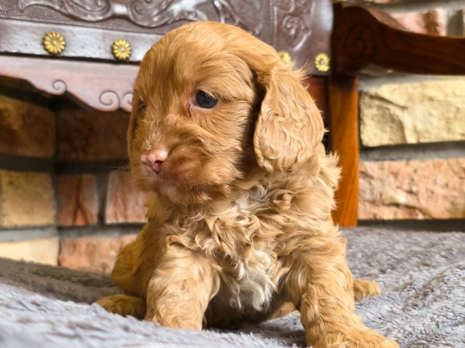 Cavapoo puppy for sale