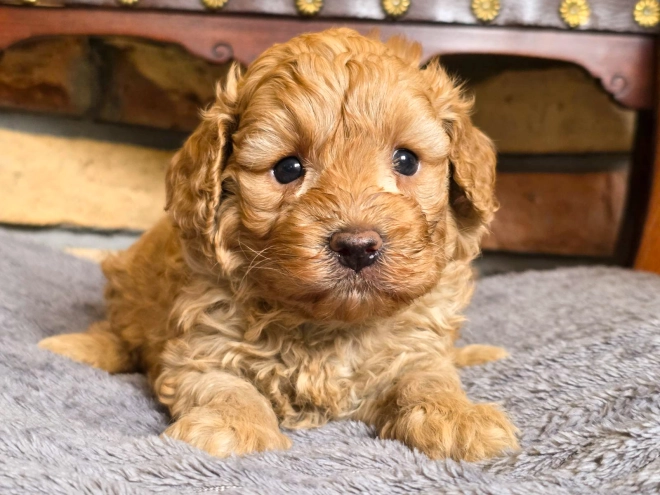 Cavapoo puppy for sale