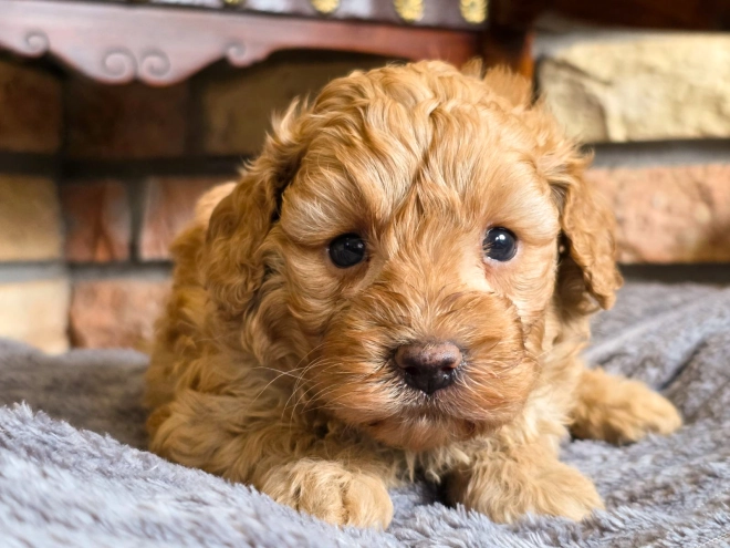 Cavapoo puppy for sale