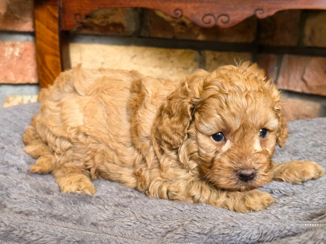 Cavapoo puppy for sale